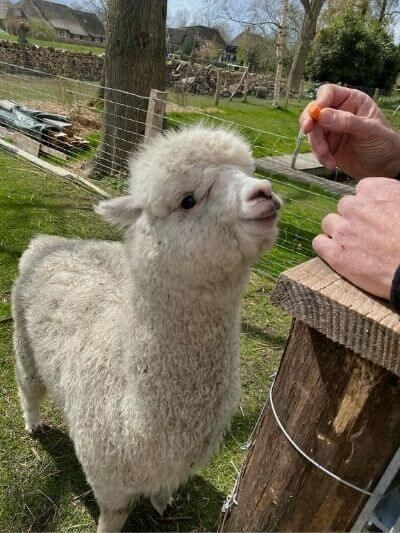 Alpaca island giethoorn. The place for coaching, team sessions and personal conversations